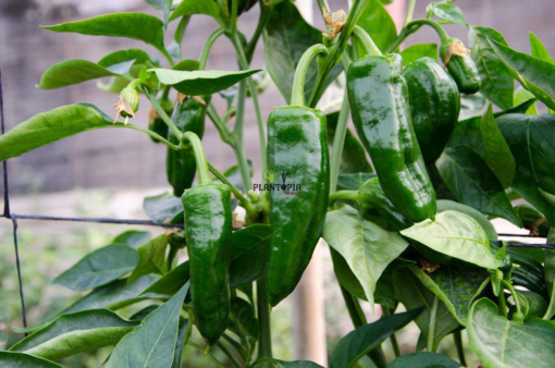 Graines pour Culture de piment Padron à Tanger Agadir Tiznit Nador Tetouan Houceima Laarache Fes Meknes
