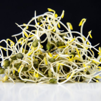 Graines & semences de Micro greens de lentille BIO à Casablanca Mohammedia Rabat Marrakech Bouskoura