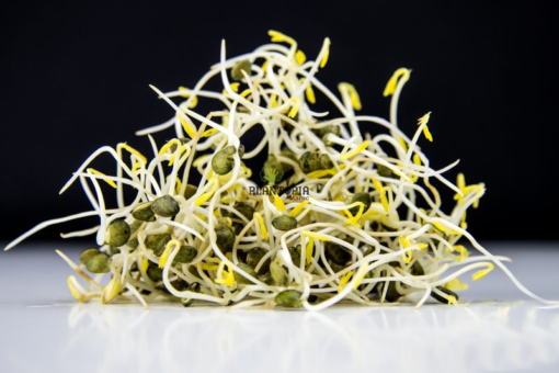 Graines & semences de Micro greens de lentille BIO à Casablanca Mohammedia Rabat Marrakech Bouskoura