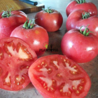 Graines & semences e tomate rose à Oujda Tanger Agadir Essaouira Safi Jadida Berrechid Settat Khenifra meknes