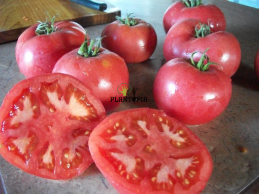 Graines & semences e tomate rose à Oujda Tanger Agadir Essaouira Safi Jadida Berrechid Settat Khenifra meknes