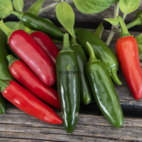 Panier piment Serrano du mexiue au Maroc - Semences piment Serrano - Plantopia Maroc
