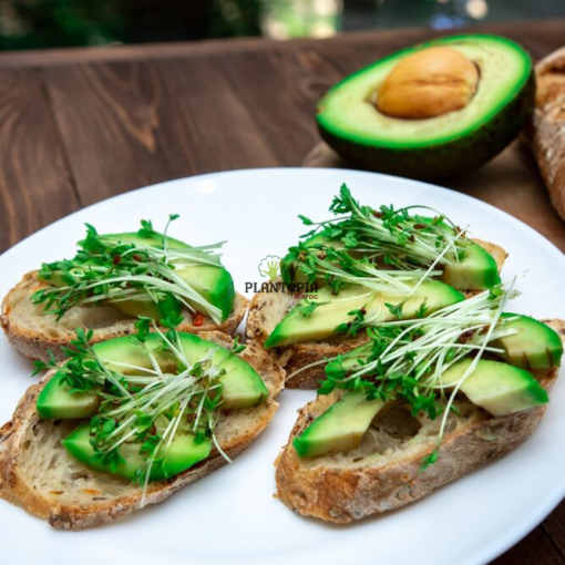 Recette micro pousses et micro greens au Maroc - Repas vitalitéde micropousses et microgreens Plantopia Maroc