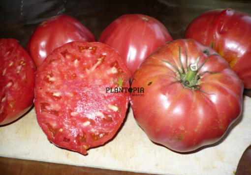 Recolte de tomate geante rose variete ancienne chez Plantopia Maroc