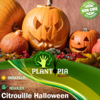 Sachet de Graines et semences de courge potiron citrouille Halloween Jack O Lantern - Plantopia Maroc