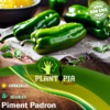 Sachet de graines et semences de piment Padron - Plantopia Maroc