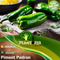Sachet de graines et semences de piment Padron - Plantopia Maroc