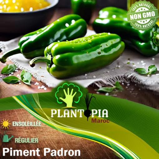Sachet de graines et semences de piment Padron - Plantopia Maroc