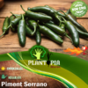 Sachet de graines et semences de piment tres fort tres piquant piment mexicain Serrano - Plantopia Maroc