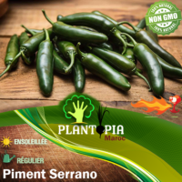 Sachet de graines et semences de piment tres fort tres piquant piment mexicain Serrano - Plantopia Maroc