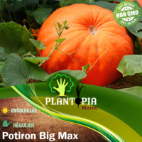 Sachet de graines et semences de potiron citrouille Big Max - Plantopia Maroc