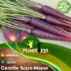 Sachet de graines & semences de carrote sucre mauve violet - Plantopia Maroc