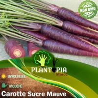 Sachet de graines & semences de carrote sucre mauve violet - Plantopia Maroc