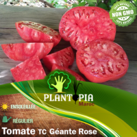 Sachet de graines & semences de tomate Tres Cantos Geante Rose - Plantopia Maroc