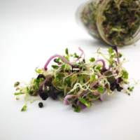 Salade mix vital et vitalite de micropousses - Graines & semences de micropousses de luzern et trefle violet