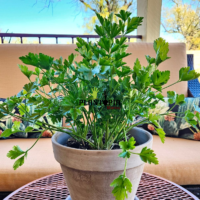 Vente de plant de persil plat et graines de persil Lisse à Tanger Tetouan Nador Safi Essaouira Settat Laarache
