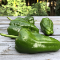 Vente en ligne de graines et semences de piment Padron à Casablanca Marrakech Rabat Bouskoura Oujda Sale