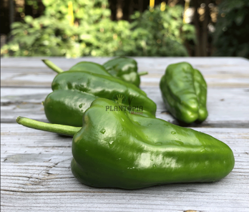 Vente en ligne de graines et semences de piment Padron à Casablanca Marrakech Rabat Bouskoura Oujda Sale