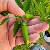 بذور فلفل حار جدا مكسيكي سيرانو - بيع بذور فلفل حار في المغرب - Plantopia Maroc