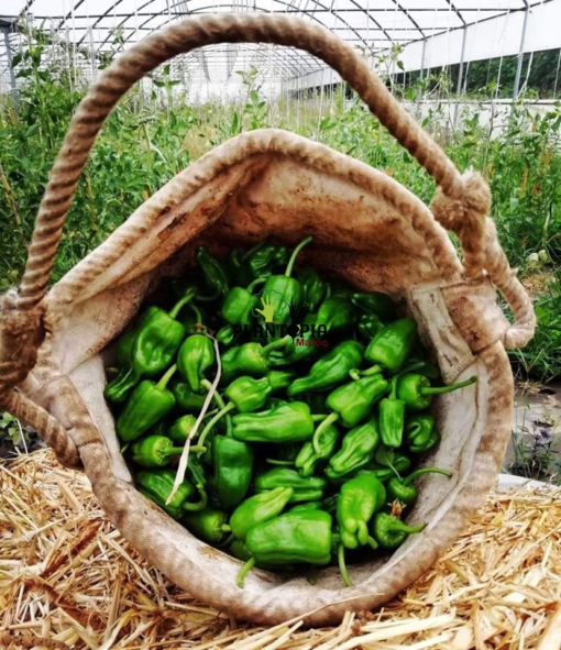 بيع بذور فلفل بادرون الاسباني الحار في المغرب - بذور الفلفل الحار الاسباني بادرون - Plantopia Maroc
