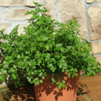 Culture de persil geant italien en pot au Maroc - Graines & semences de persil geant d Italie à Agadir Essaouira