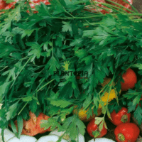 Graines & semences de persil geant Italie à Casablanca Bouskoura Rabat Dar Bouazza Kenitra Temara Marrakech
