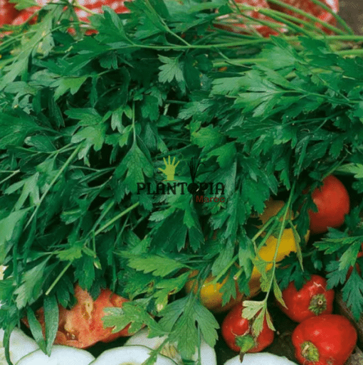 Graines & semences de persil geant Italie à Casablanca Bouskoura Rabat Dar Bouazza Kenitra Temara Marrakech