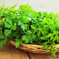 Vente de graines et semences de Persil Geant Italien à Tanger Tetouan Nador Houceima Laarache Mdiq Fnideq
