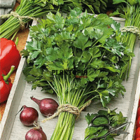Vente en ligne de graines & semences de plantes aroamtiues et medicinale au Maroc - Persil Geant d Italie