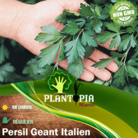 Vente en ligne sachet de graines & semences aromatiques & medicinales persil geant italien - Plantopia Maroc