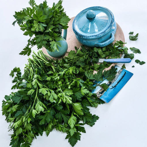 بيع بذور البقدونس الايطالي الضخم الزراعية في مراكش الدارالبيضاء الرباط بوسكورة طنجة اكادير - Plantopia Maroc