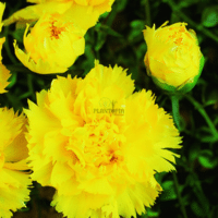 Acheter graines et semences de fleur oeillet chabaud des fleuristes jaune à Casablanca Rabat Tanger Kenitra Fes