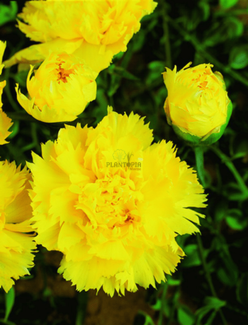 Acheter graines et semences de fleur oeillet chabaud des fleuristes jaune à Casablanca Rabat Tanger Kenitra Fes