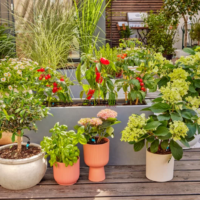 Aménagement terrase et potager urbain arrosage goutte à goutte à Casablanca Marrakech Bouskoura Rabat Fes