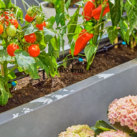 Arrosage goutteurs plantes en pot chez Plantopia Maroc - Irrigation goutte à goutte balcon et terrasse - Plantopia