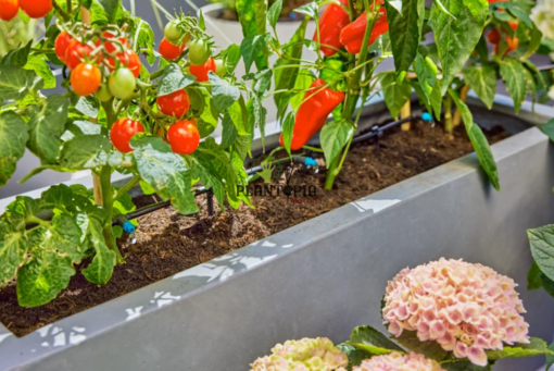 Arrosage goutteurs plantes en pot chez Plantopia Maroc - Irrigation goutte à goutte balcon et terrasse - Plantopia