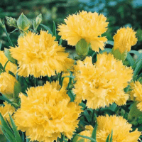 Best flower seeds in Morocco - Graines et semences Oeillet chabaud des fleuriste jaune Golden sun à Bouskoura