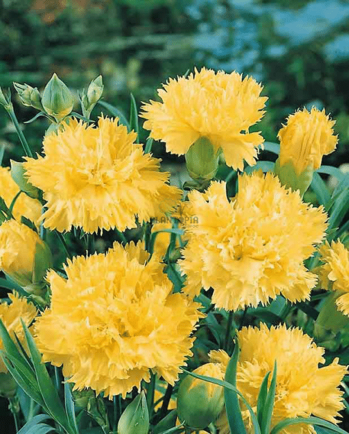 Best flower seeds in Morocco - Graines et semences Oeillet chabaud des fleuriste jaune Golden sun à Bouskoura
