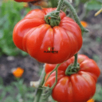 Culture de tomate ancienne Monserrat au Maroc - بذور طماطم اصلية صنف مونسيرات في المغرب - Plantopia