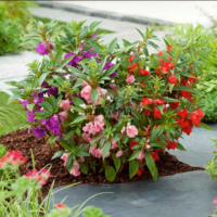 Culture et entretien de fleur impatiens balsamina chez Plantopia Maroc