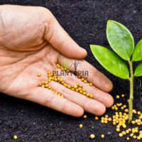 Engrais efficace NPK concentré effet rapide et longue durée à Tetouan Nador Meknes Chefchaouen Kenitra