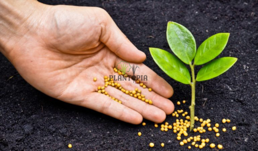 Engrais efficace NPK concentré effet rapide et longue durée à Tetouan Nador Meknes Chefchaouen Kenitra