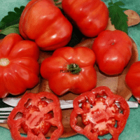 Graine de Tomate ancienne Monserrat à Tetouan Nador Chefchaouen Laarache Houceima Oujda Khenifra Taza