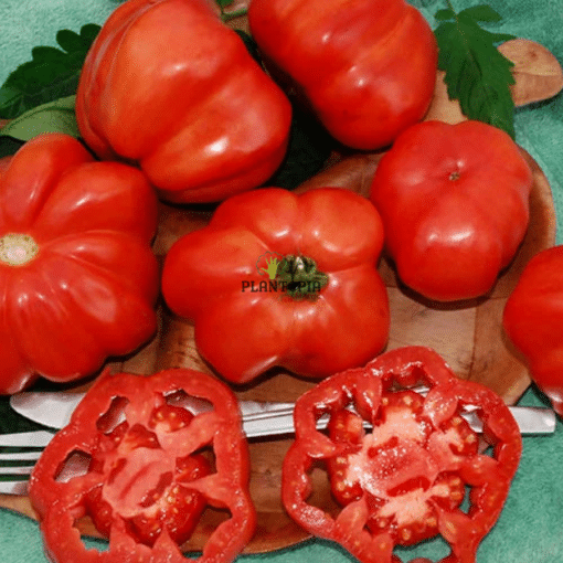 Graine de Tomate ancienne Monserrat à Tetouan Nador Chefchaouen Laarache Houceima Oujda Khenifra Taza