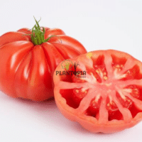Graines de Tomate ancienne heirloom Monserrat à Laayoune Dakhla Settat Berrechid Benslimane Mehdia Kenitra