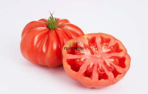 Graines de Tomate ancienne heirloom Monserrat à Laayoune Dakhla Settat Berrechid Benslimane Mehdia Kenitra