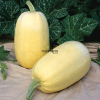 Graines de courge Spaghetti à Casablanca Rabat Marrakech Agadir Sale Oujda Tanger Bouskoura Safi Essaouira
