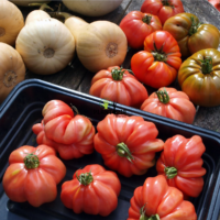 Graines et emences de tomate ancienne Montserrat à Casablanca Rabat Bouskoura Marrakech Fes Tanger Agadir
