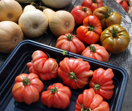 Graines et emences de tomate ancienne Montserrat à Casablanca Rabat Bouskoura Marrakech Fes Tanger Agadir