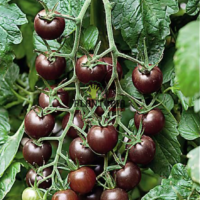 Graines et semence de tomates noires Black cherry à Casablanca Rabat Fes Marrakech Oujda Temara Kenitra Sale